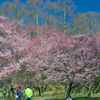 晴天、高遠桜