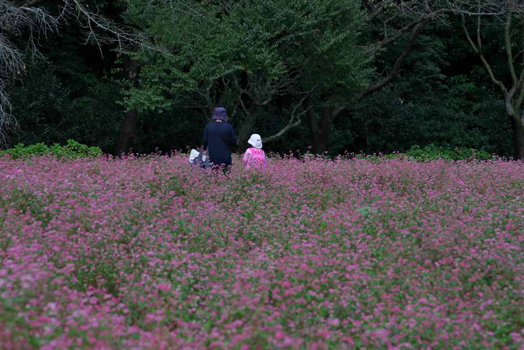一面の赤そば