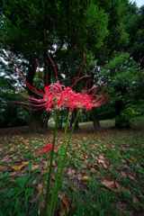 公園の彼岸花