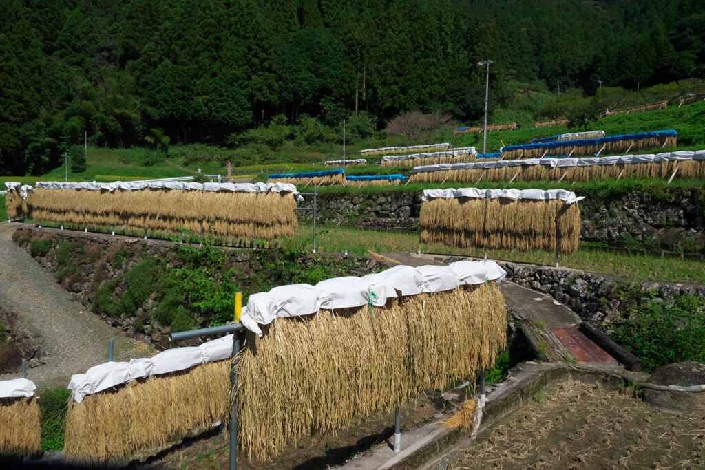棚田の風景