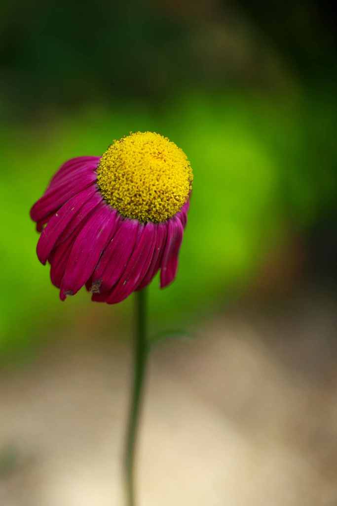 花びらが後ろにいっちゃった