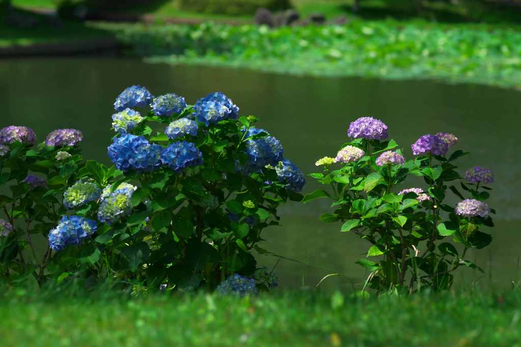 紫陽花咲く水際