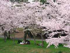 お花見家族