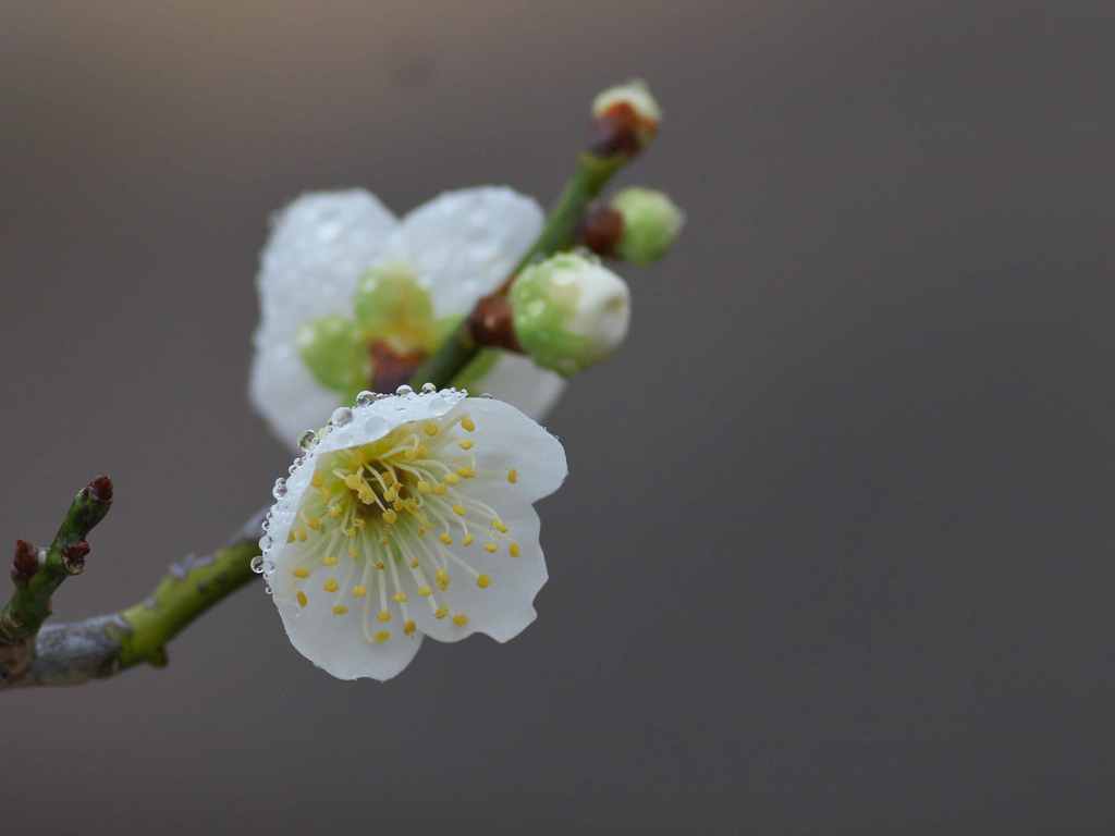 雨に濡れて