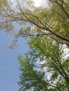 皐月の緑