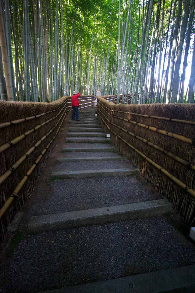 竹林を撮る