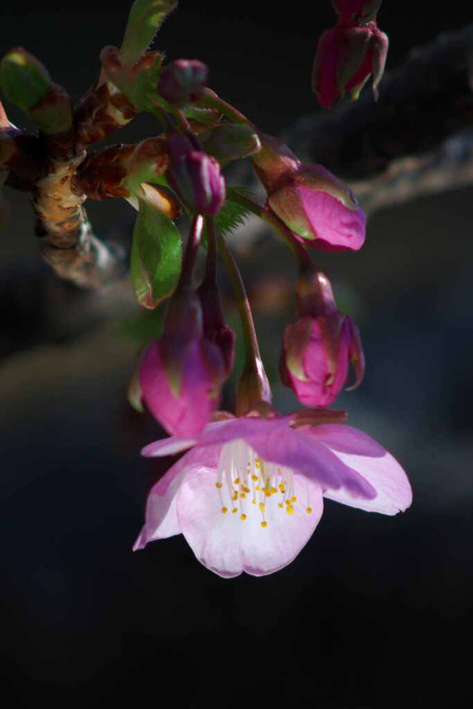 河津桜