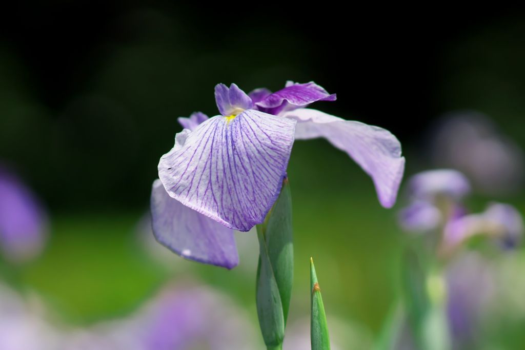 花しょうぶ
