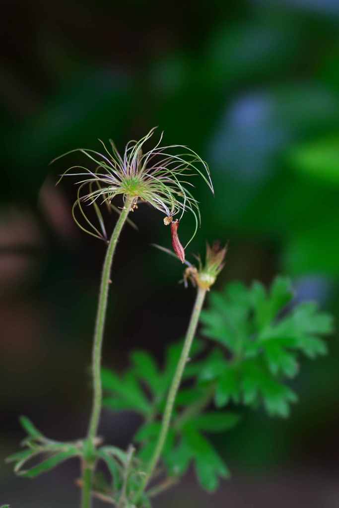 おじいちゃんの草