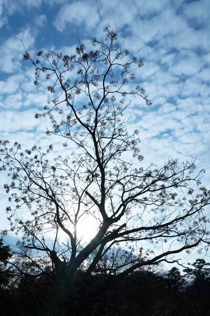 冬空
