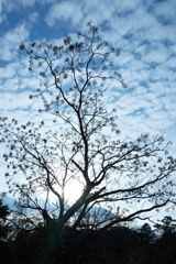 冬空