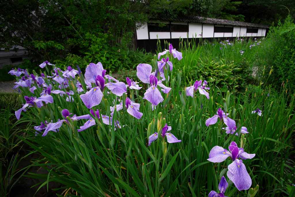 花ショウブ屋敷