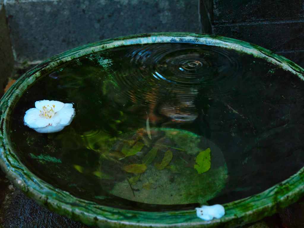 山茶花の水鉢