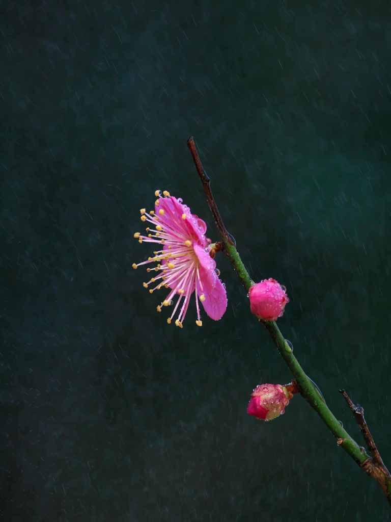 梅の一枝