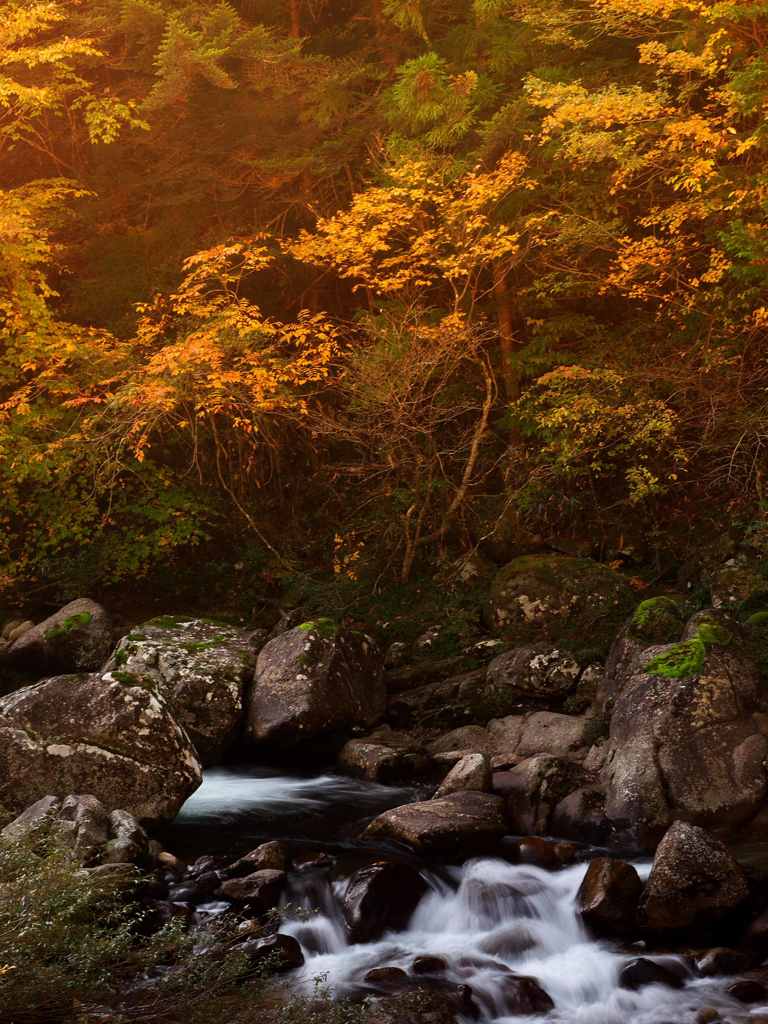 渓流の紅葉