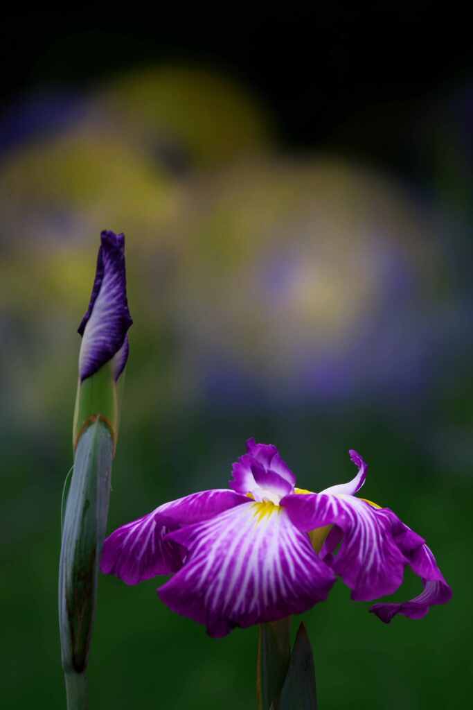 菖蒲の祝典