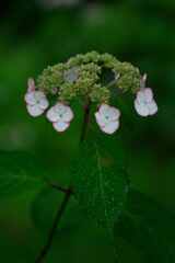 水滴と紫陽花