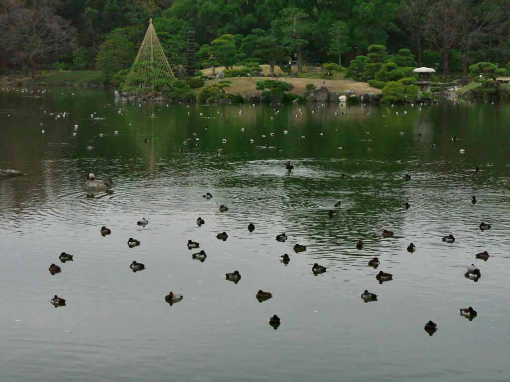 水鳥たちの楽園