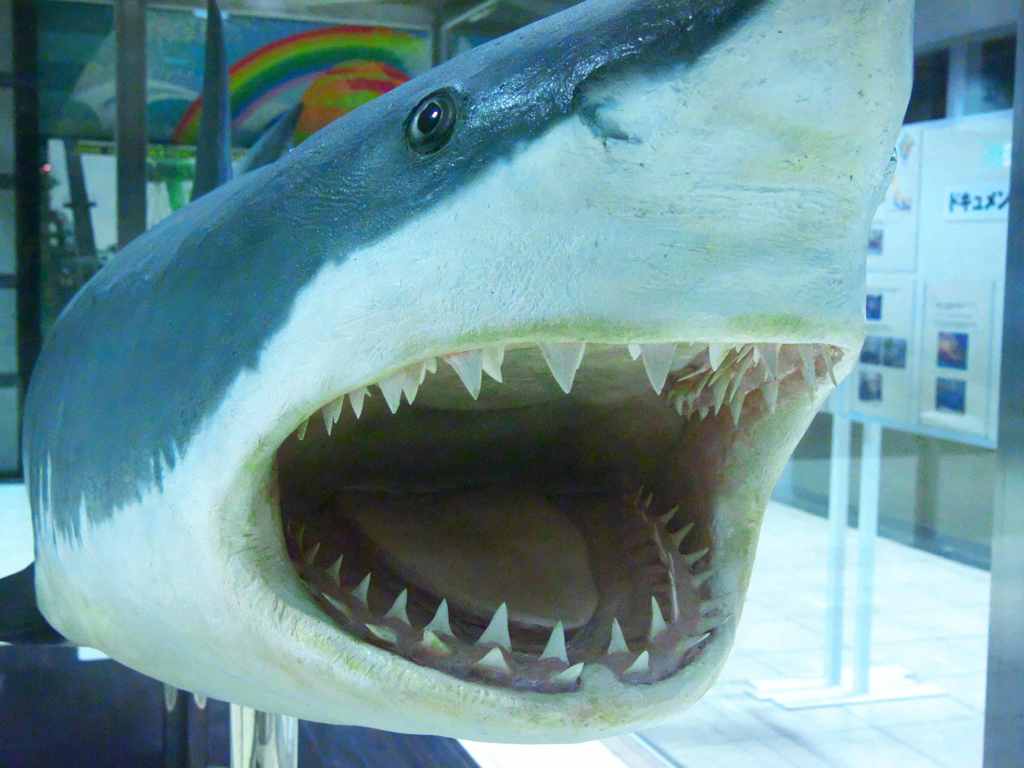 JAWS !!