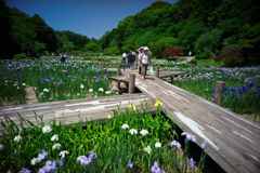 晴天の花菖蒲園