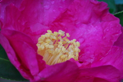 冬の花