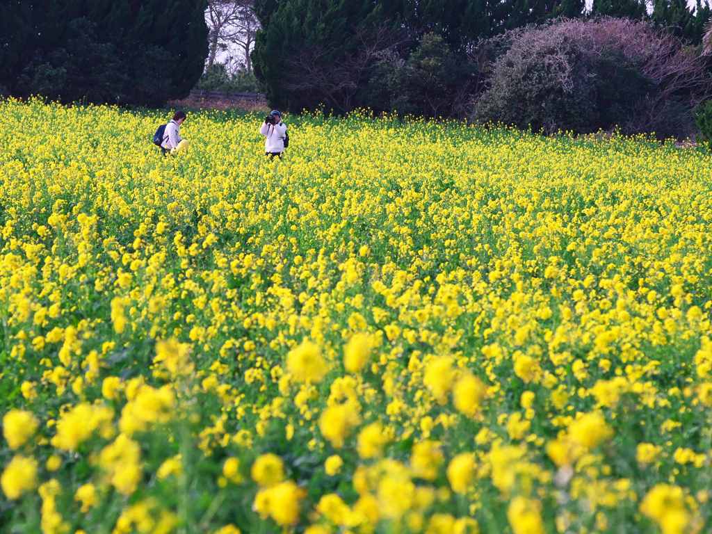 菜の花畑で写真