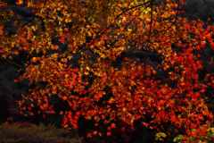 深紅の紅葉