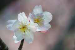 早咲きの桜