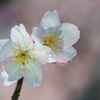早咲きの桜