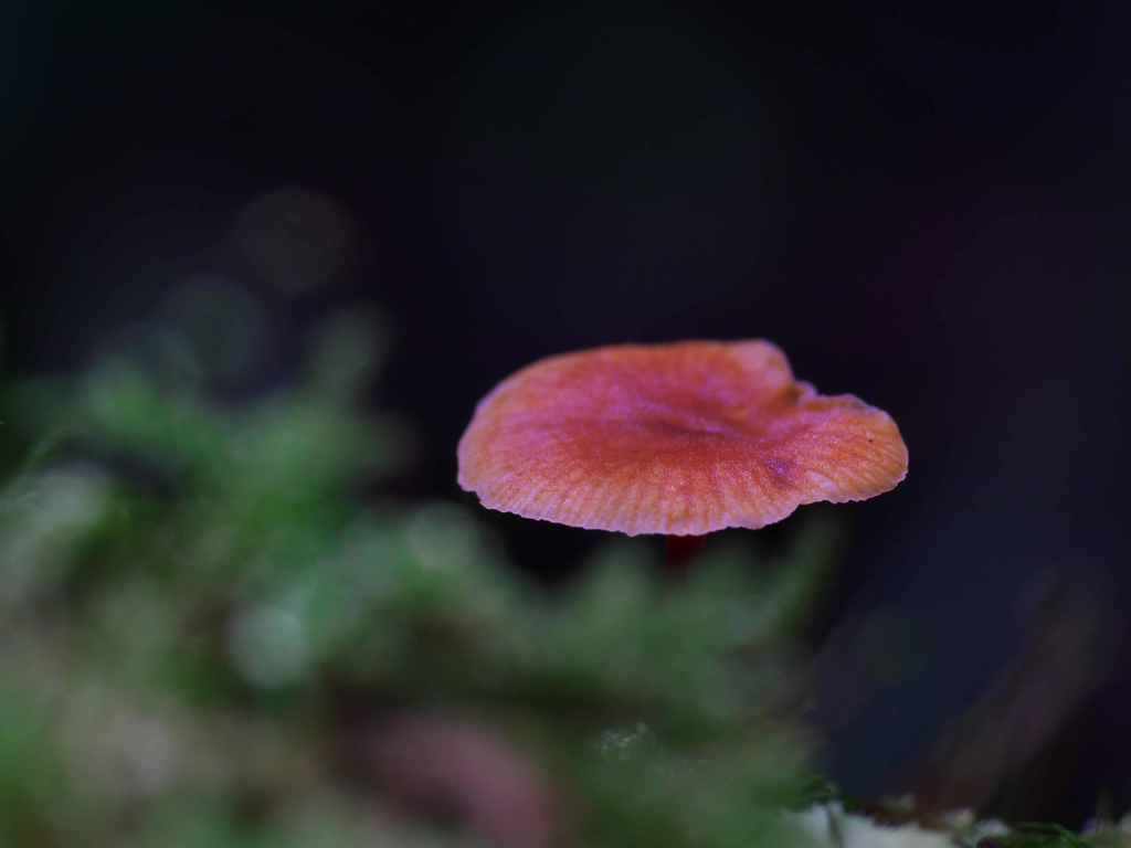 UFO?