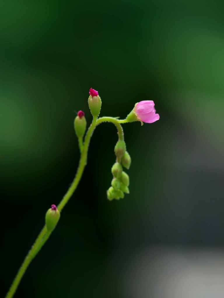 食虫植物の花