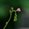 食虫植物の花