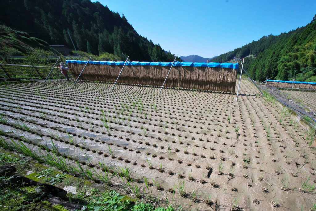 稲刈り後