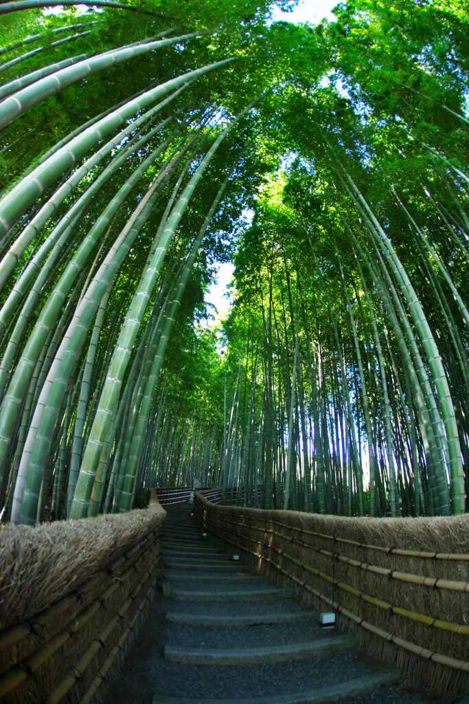 竹林