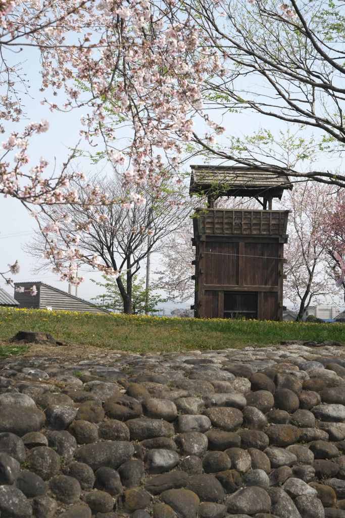 城址の桜