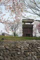 城址の桜