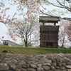 城址の桜