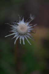 たんぽぽ花火