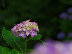 雨中の紫陽花