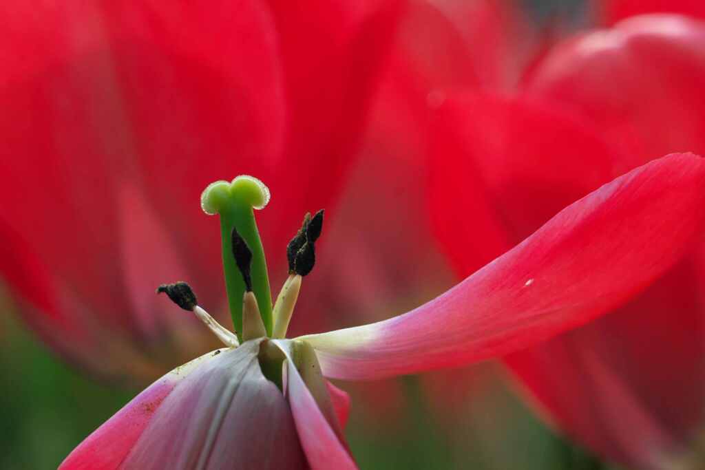 紅いはばたき