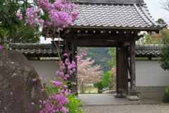 ミツバツツジの山門