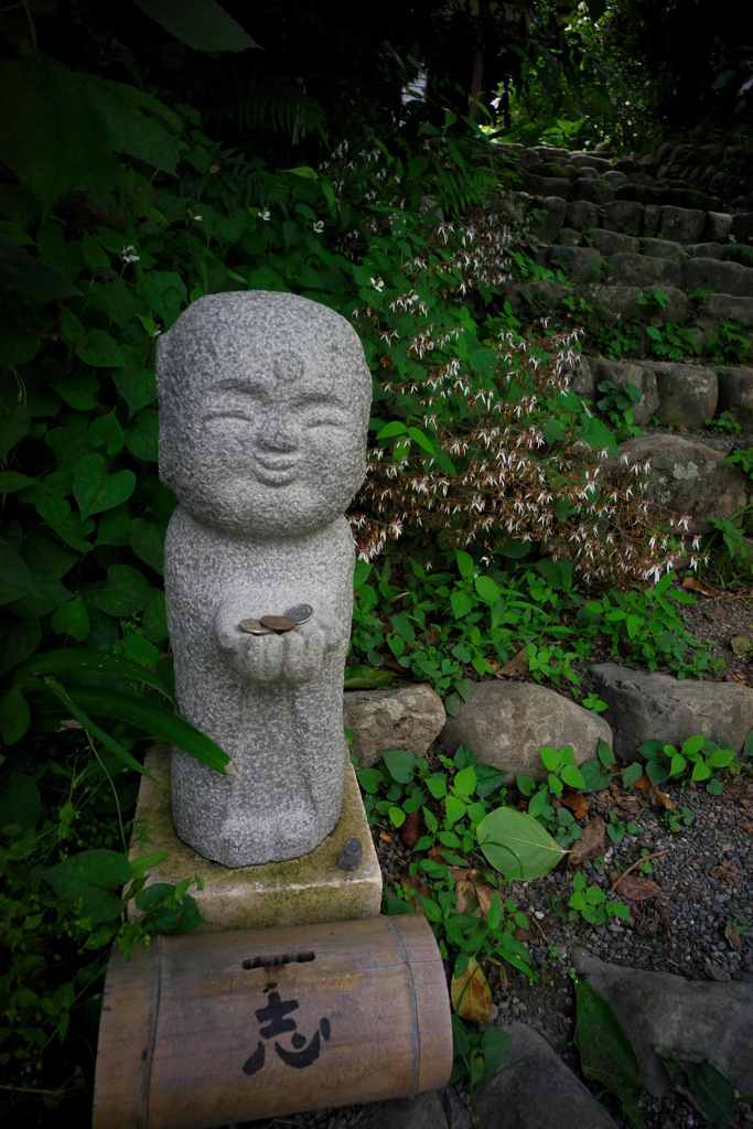 ユキノシタの咲く石段で