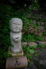 ユキノシタの咲く石段で