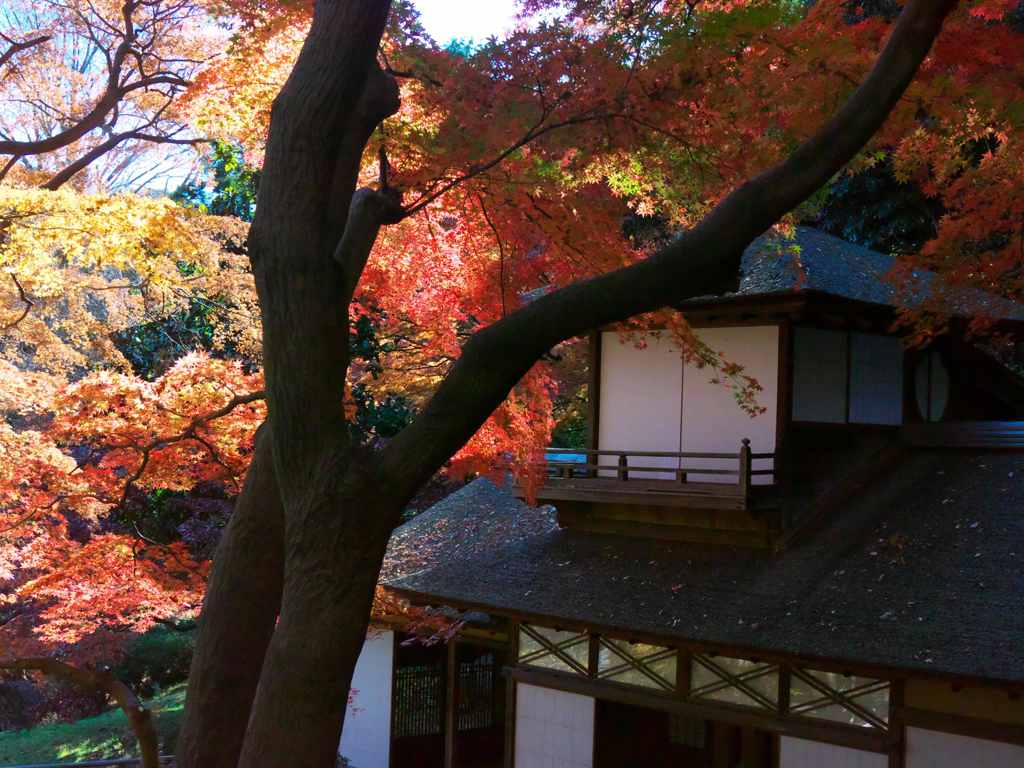 紅葉の日本家屋