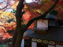 紅葉の日本家屋