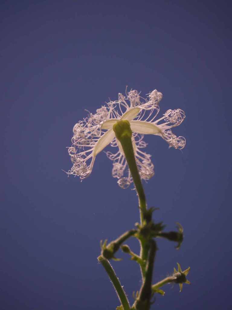 もじゃもじゃの花
