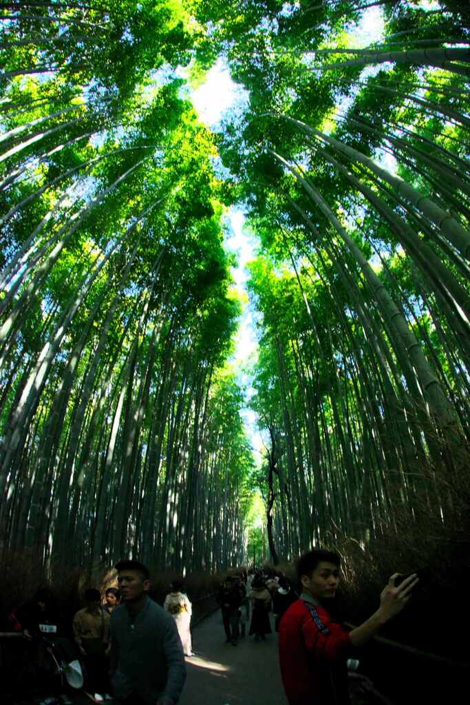 竹林は大混雑