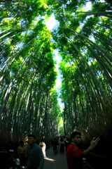 竹林は大混雑
