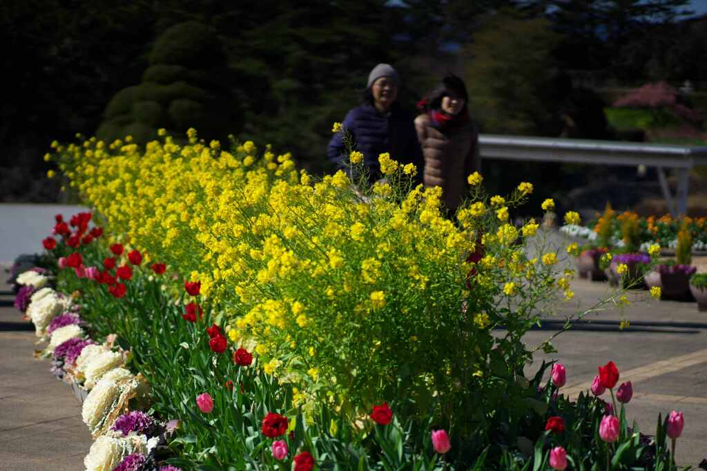 菜の花散歩