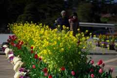 菜の花散歩